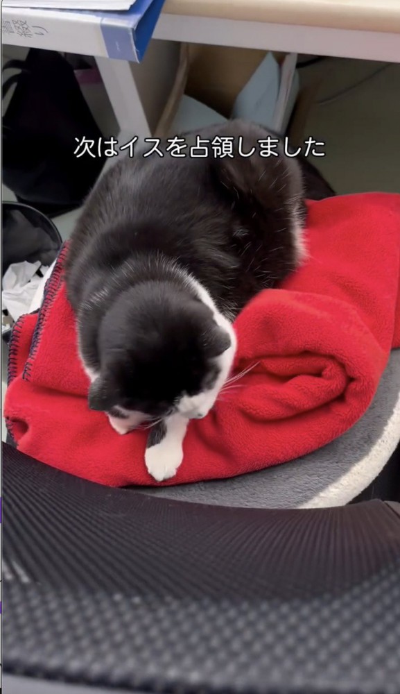 椅子を占領する猫