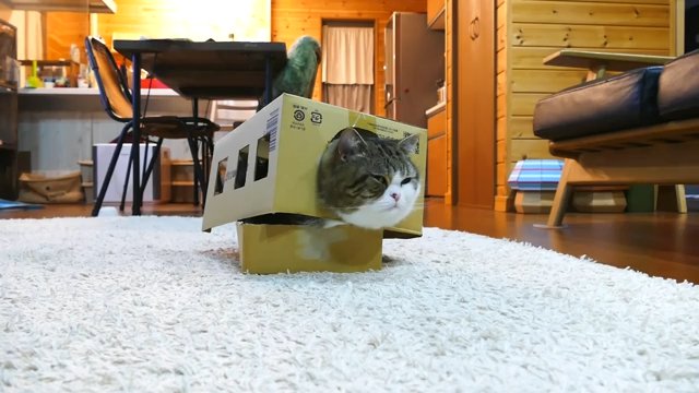 箱を被ったまま箱に収まる猫