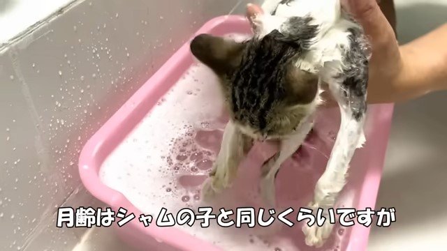 子猫にシャンプーをする人の手