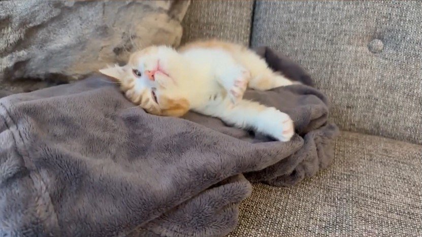 仰向けになろうとする猫