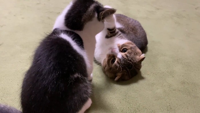 子猫に猫パンチをする成猫