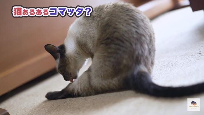 グルーミング中のシャム猫