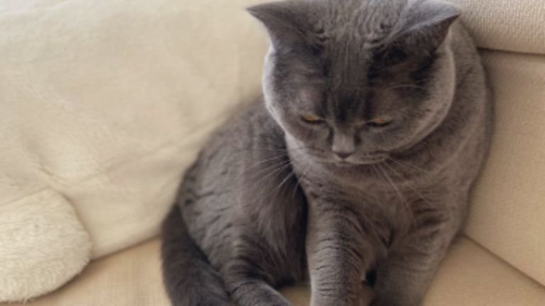 室内にいる猫