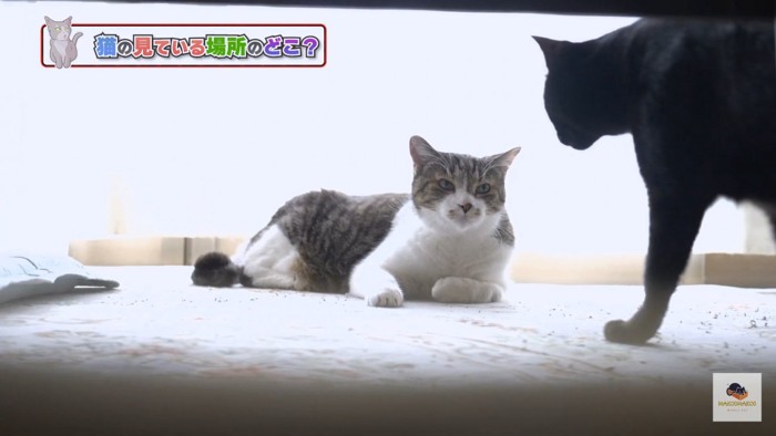 キジシロと黒猫