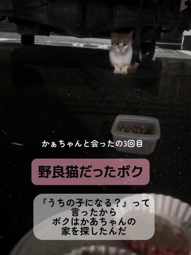 車の下にいる猫