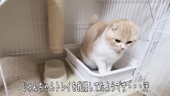 猫トイレにいる猫