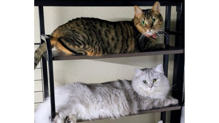 棚に集まる猫