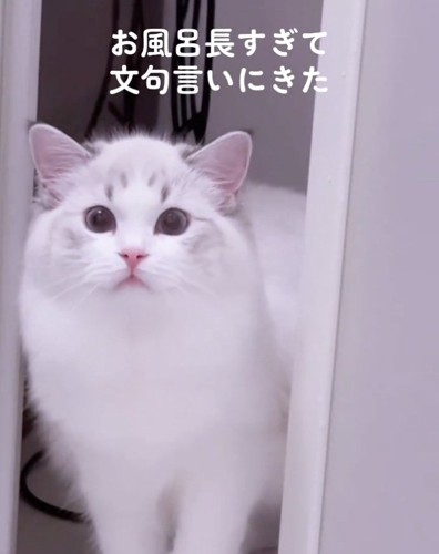 飼い主さんを見つめるSolちゃん