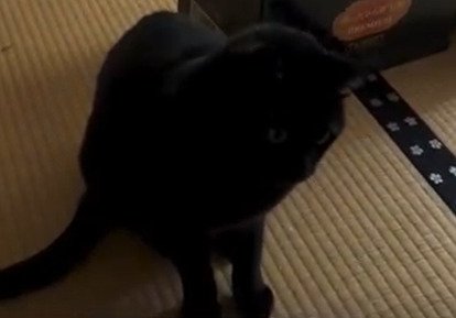 一点を見つめる猫