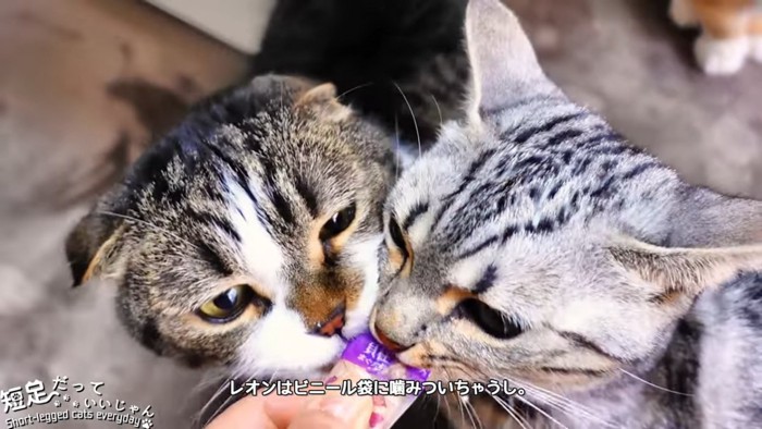 同時に食べる2匹の猫