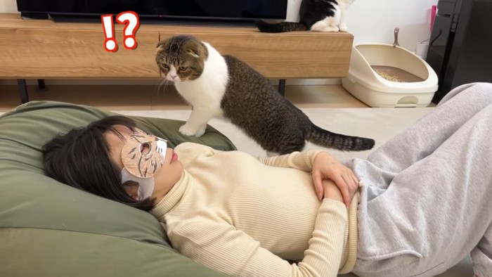 寝ている人を見る猫