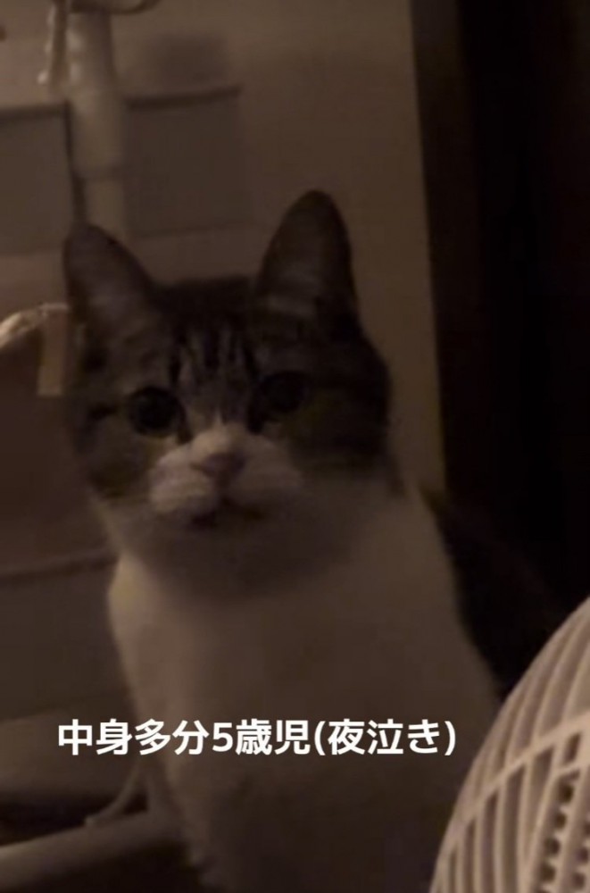 ママを見つめるキジ白猫
