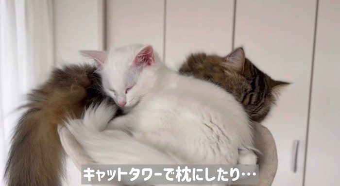 眠っている猫