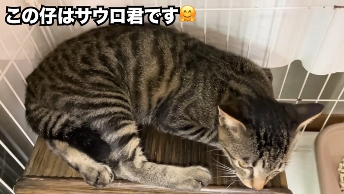 寝そべる子猫