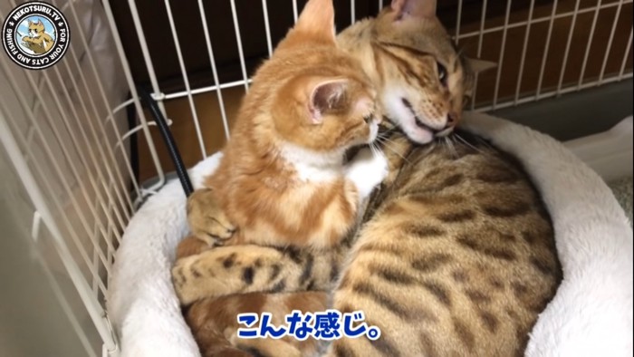 子猫を抱きしめる猫