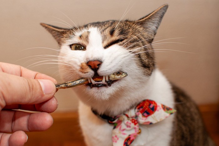 煮干しをかじる猫