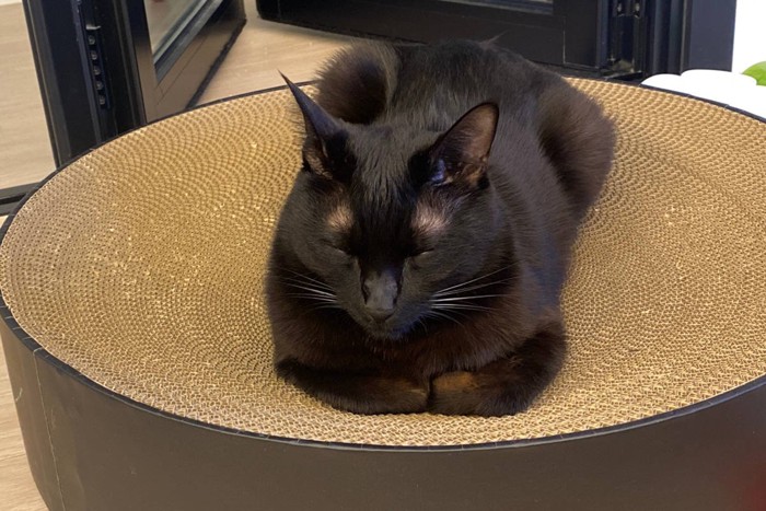 香箱座りの猫