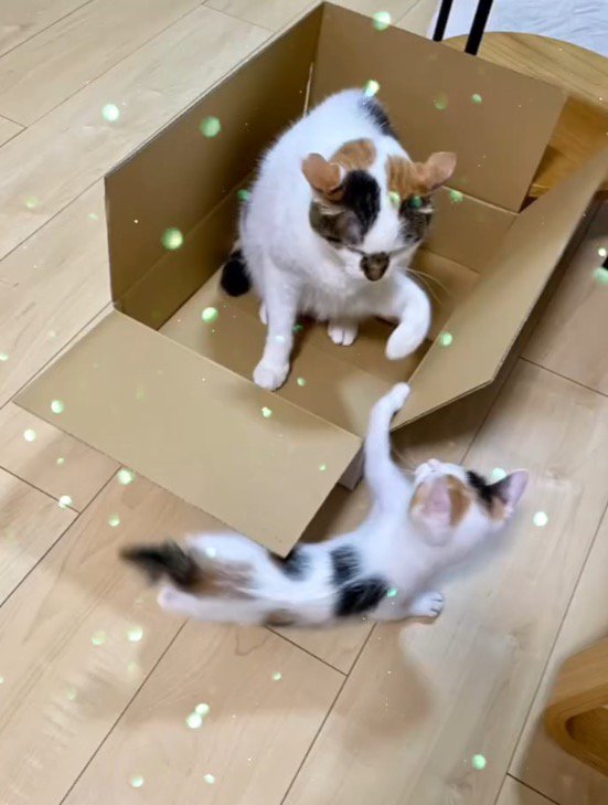 成猫と遊ぶ子猫
