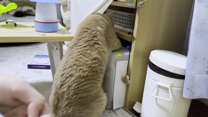 棚に頭を突っ込む茶色猫