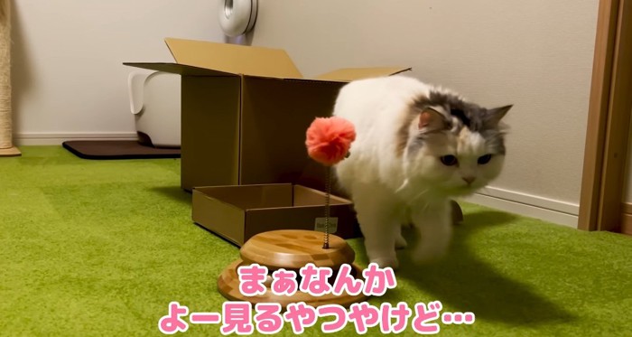 素通りする猫