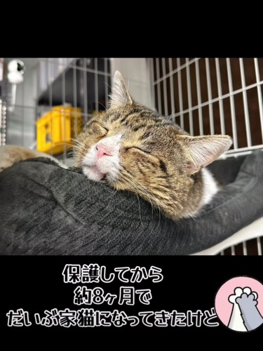 寝ている猫