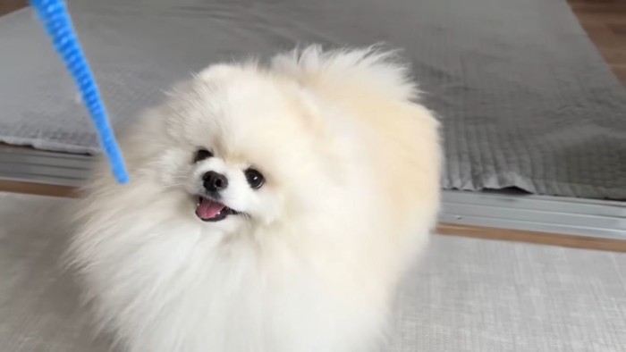 おもちゃを狙う犬
