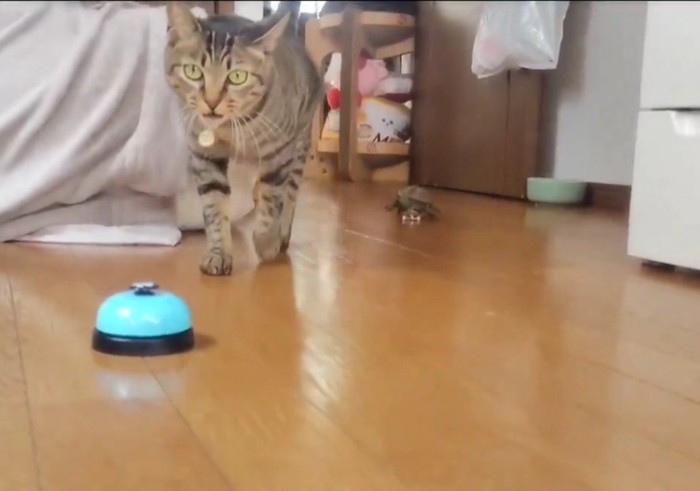 猫と亀
