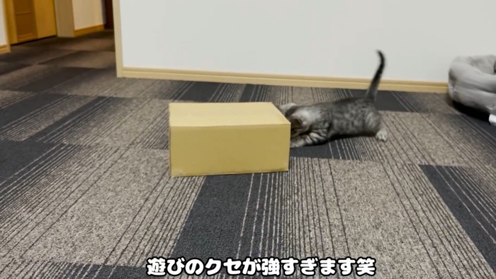 ダンボールにパンチする猫