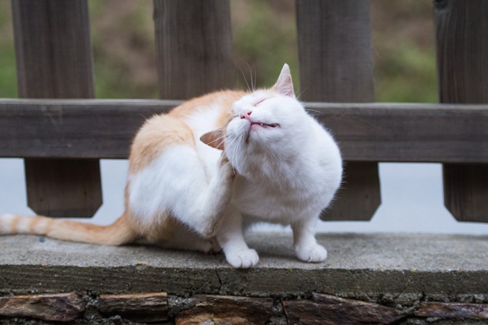 耳の後ろを掻く野良猫