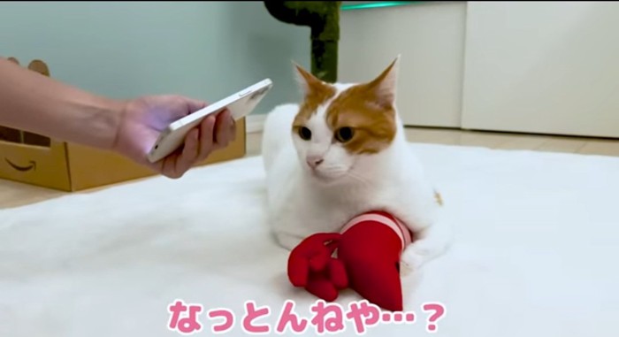 ケリぐるみを抱く猫