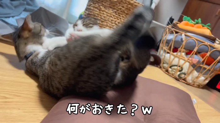 取っ組み合いをする猫