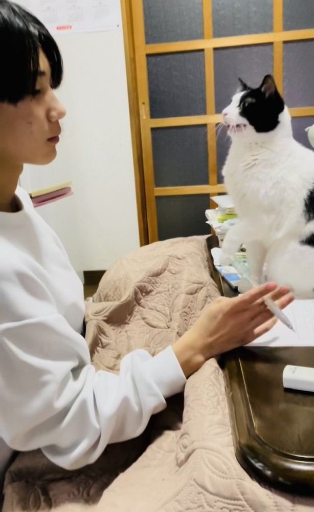 お兄ちゃんが勉強する机に乗り鳴き叫ぶハチワレ猫