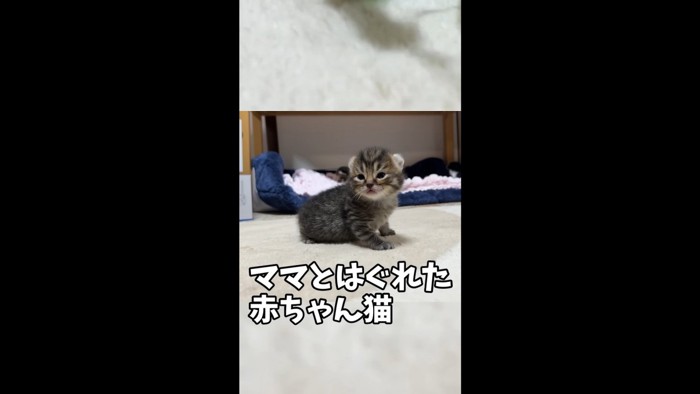 こちらを見る子猫（ママとはぐれた赤ちゃん猫）