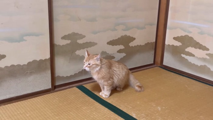 畳の上に座って鳴く猫