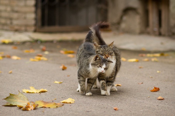 体を擦り付け合う猫