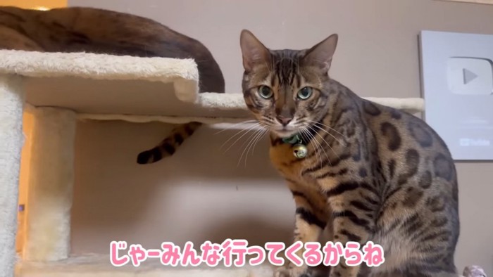 おすわりする猫