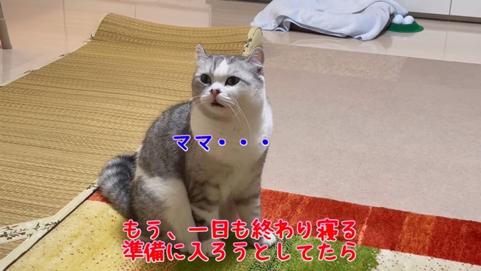 座って鳴く猫