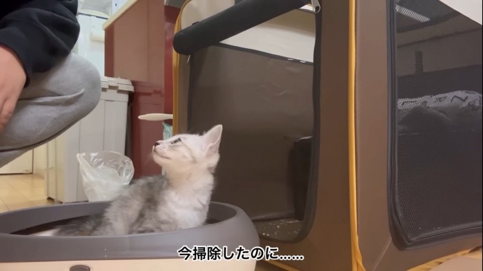 飼い主を見つめる子猫