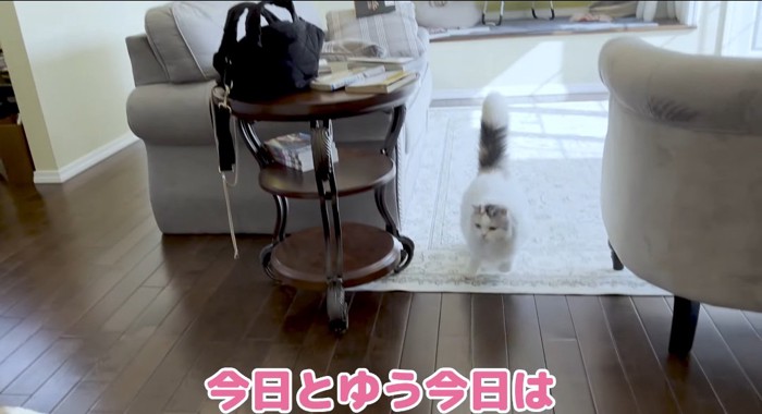 走る猫