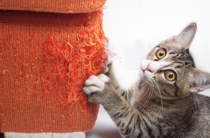 椅子で爪をとぐ猫