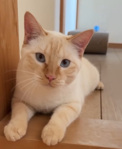 伏せをしている猫