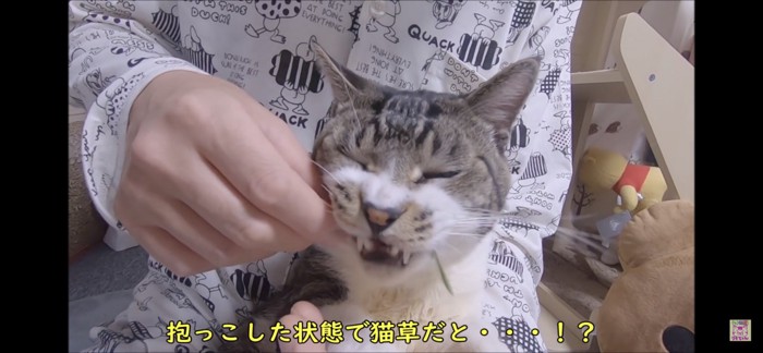 抱っこで猫草