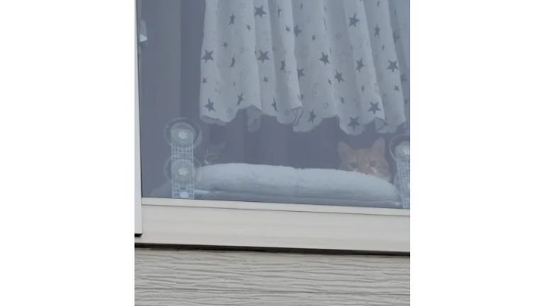 窓から見ている猫