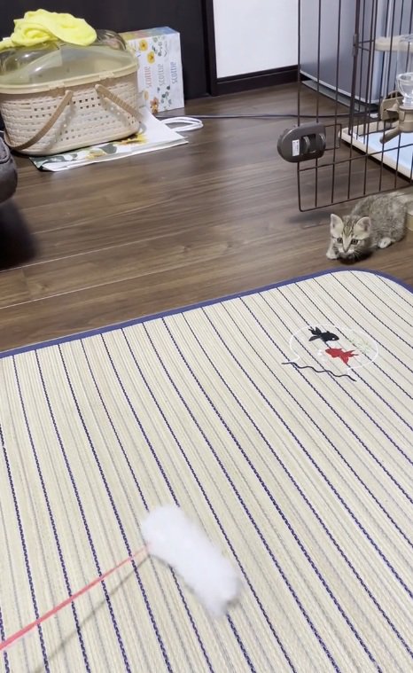 猫じゃらしにねらいをさだめるキジトラの子猫