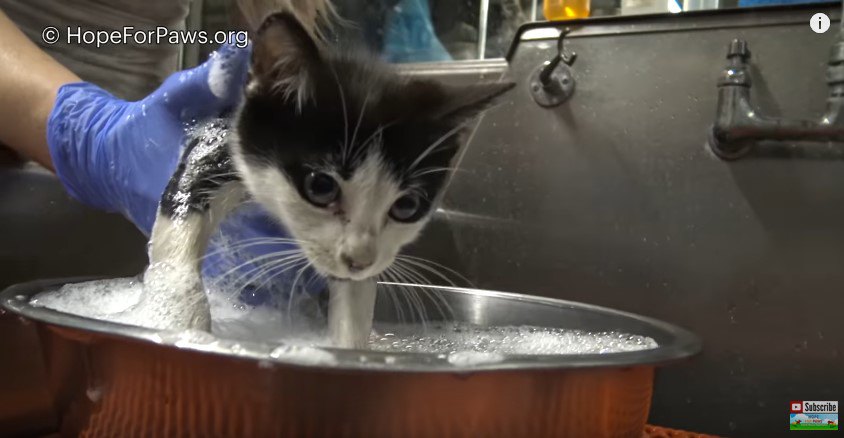 行水中の猫