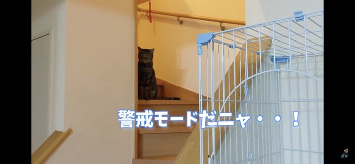 警戒している猫