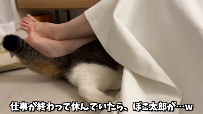 スカートの中に入っていく猫