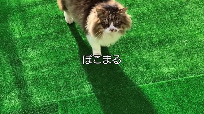 見上げる猫