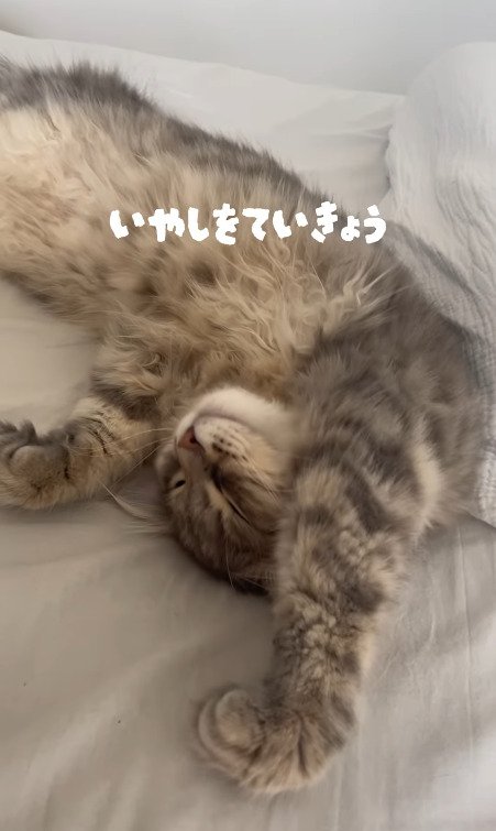 気持ちよさそうに寝る猫