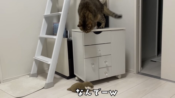 「なんでーw」のテロップ写真